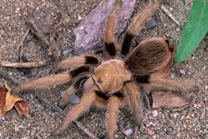 Aphonopelma: SPIDER - Desert Tarantula, female