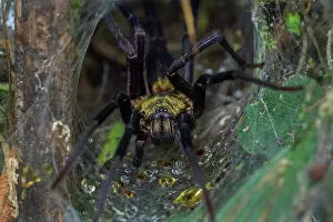 Frightening: spider, Dipluridae, Rio Claro Reserve, Reserva Natural