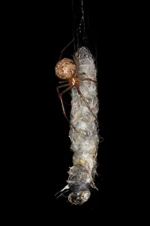 Weavers: Spider eating Caterpillar