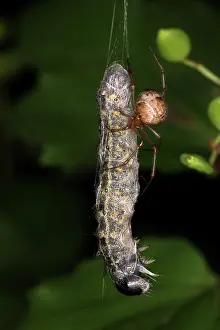 Weavers: Spider eating Caterpillar