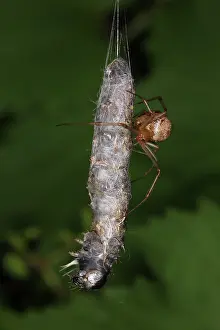 Tent: Spider eating Caterpillar