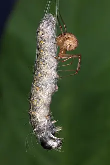 Tent: Spider eating Caterpillar
