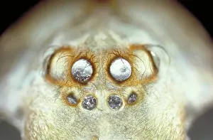 Chelicerate: Spider Eyes