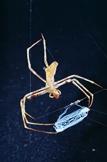 Casting: Spider - female net casting