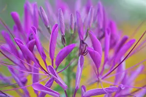 Tendril: Spider flower