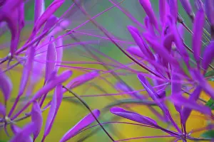 Tendril: Spider flower