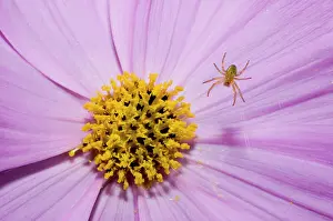 Araneae: Spider on garden flower, Haliburton, Ontario