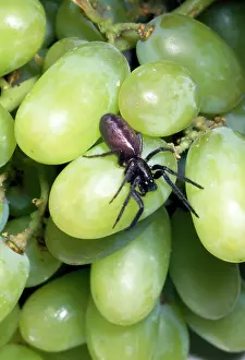 Florentina: Spider - among grapes