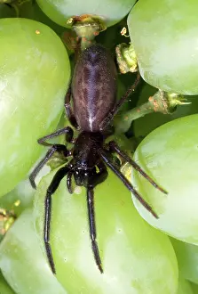 Florentina: Spider - among grapes