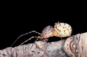 Scytodes: Spider - Its huge cephalothorax contains salivary