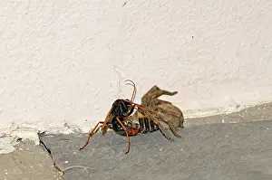 Sting: Spider-hunting Wasp - applying extra sting to its