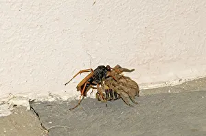 Palystes: Spider-hunting Wasp - attending to its paralysed