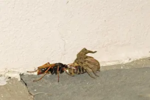 Dragging: Spider-hunting Wasp - dragging paralysed Rain Spider