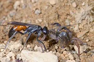 Powys: Spider-hunting Wasp (Priocnemis schioedtei) adult