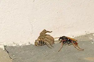 Palystes: Spider-hunting Wasp resting beside its paralysed