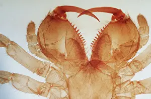 Jaws: SPIDER JAWS
