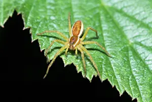 Ake Lindau: SPIDER - on leaf