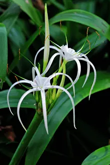 Amaryllidaceae: Spider lily