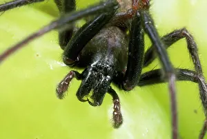 Fangs: Spider - male - close-up of head showing fangs