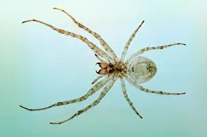 Fangs: Spider. Microscope preparation of eyes and fangs