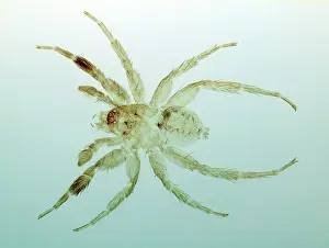 Fangs: Spider. Microscope preparation of eyes and fangs