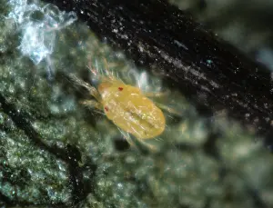 Mite: Spider mite