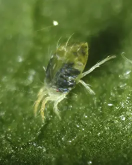 Mite: Spider mite