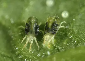 Mite: Spider mite