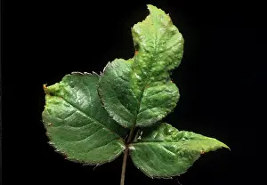 Mite: Spider mite damage
