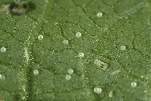 Mite: Spider mite eggs