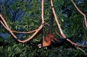 Geoffroyi: Spider Monkey