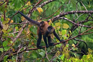 Cloud Forest: Spider Monkey