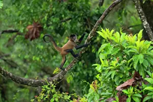 Cloud Forest: Spider Monkey