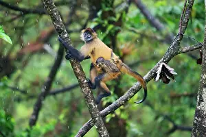 Cloud Forest: Spider Monkey