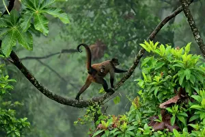Cloud Forest: Spider Monkey
