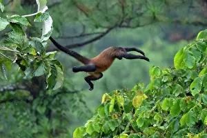 Cloud Forest: Spider Monkey