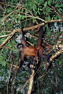 Geoffroyi: Spider Monkey - Adult and infant hanging from branches