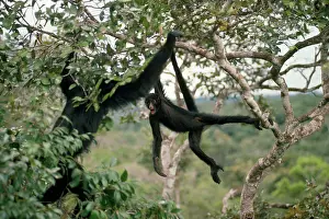 Hanging: Spider Monkey - in canopy of Rainforest