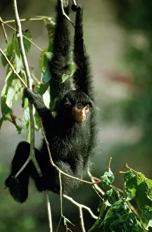 Hanging: Spider Monkey - in canopy of Rainforest