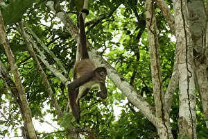Geoffroyi: Spider Monkey - hanging by tail