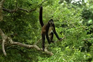 Guatemala: Spider Monkey - Rainforest