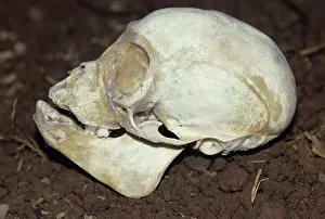 Geoffroyi: Spider Monkey skull
