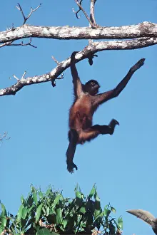 Francois Gohier: Spider Monkey - swinging on branch