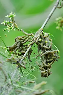 Larva: Spider moth caterpillars, May, Germany, Europe