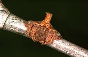 Feature Idea - Animal Camouflage: A spider - a nocturnal web-maker that during the
