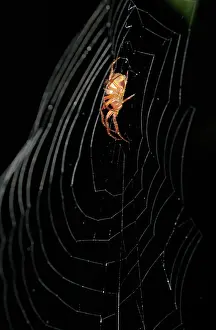 Silk: Spider in orb web