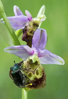 Calcareous: Spider orchid (Ophrys fuciflora), Detail of a flower