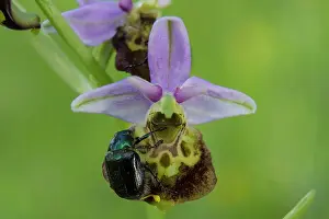 Calcareous: Spider orchid (Ophrys fuciflora), Detail of a flower
