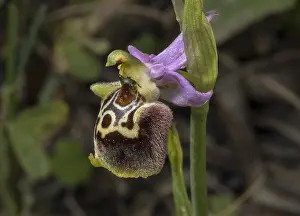 Rhodes: A spider orchid, Ophrys saliarisii, in Rhodes