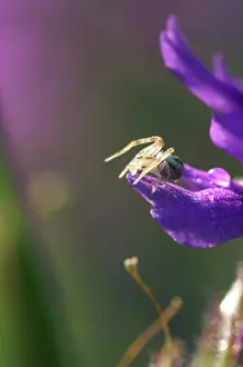 Phlox: Spider on Phlox